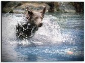 WallClassics - Dibond - Bruine Hond Rennend door het Water - 40x30 cm Foto op Aluminium (Met Ophangsysteem)