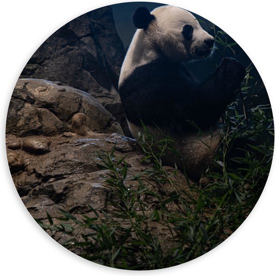 WallClassics - PVC Schuimplaat Muurcirkel - Etende Panda op een Rots - 100x100 cm Foto op Muurcirkel (met ophangsysteem)