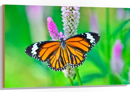 Hout - Danaus Genutia Vlinder met Gespreide Vleugels op Narcis - 105x70 cm - 9 mm dik - Foto op Hout (Met Ophangsysteem)