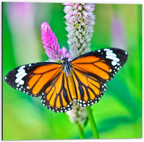 Dibond - Danaus Genutia Vlinder met Gespreide Vleugels op Narcis - 50x50 cm Foto op Aluminium (Met Ophangsysteem)