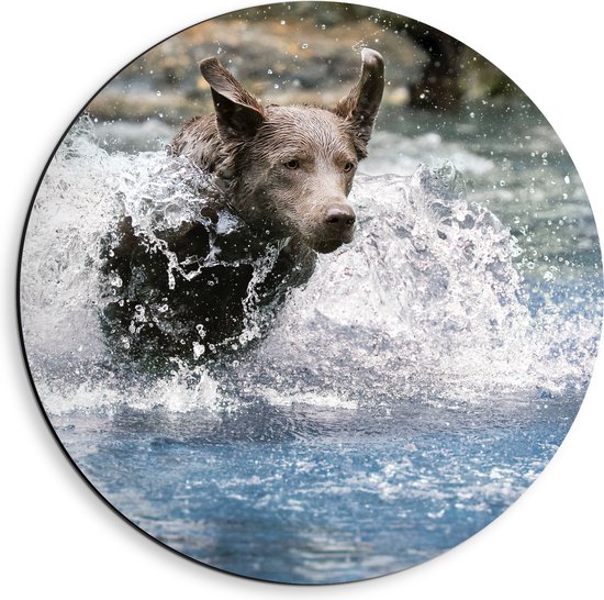 WallClassics - Dibond Muurcirkel - Bruine Hond Rennend door het Water - 40x40 cm Foto op Aluminium Muurcirkel (met ophangsysteem)