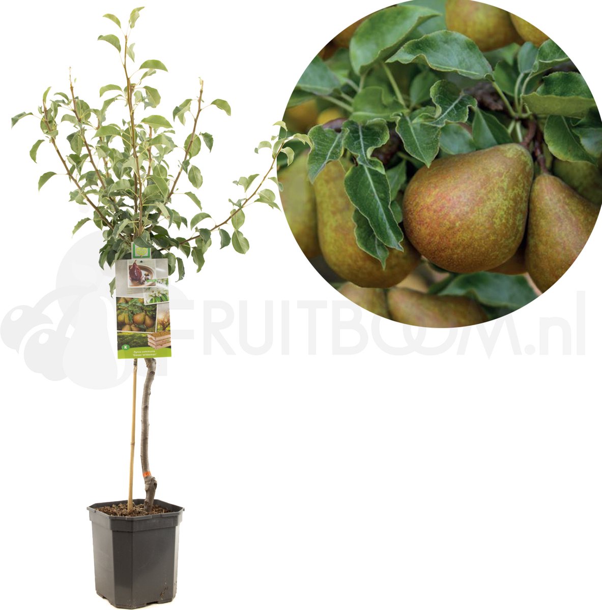 Perenboom - Pyrus Communis Gieser Wildeman - Stoofpeer