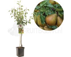 Perenboom - Pyrus Communis Gieser Wildeman - Stoofpeer
