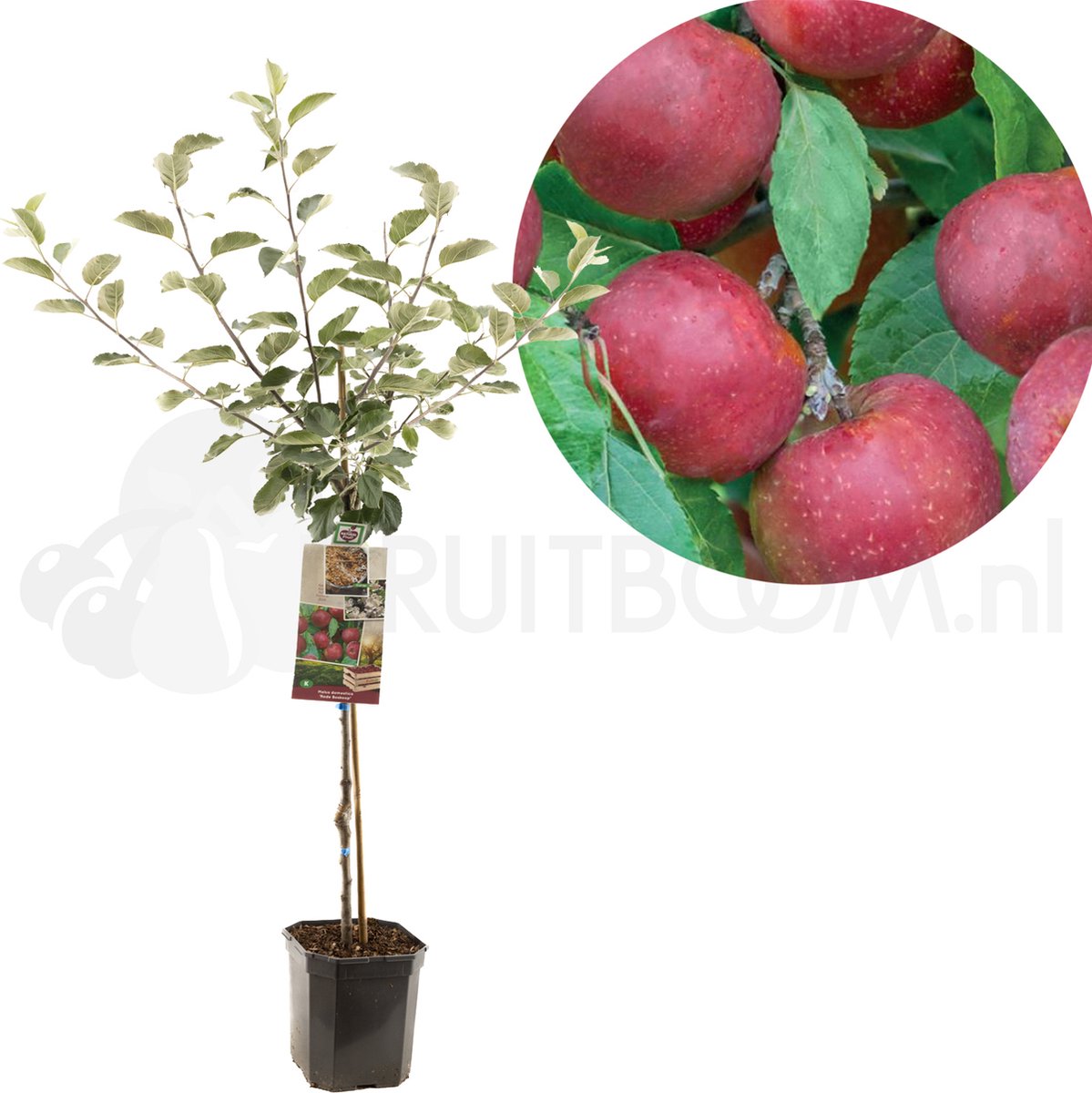 Appelboom - Goudreinet - Malus domestica Rode Boskoop - zure moesappel - laagstam