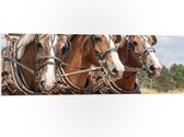 WallClassics - PVC Schuimplaat- Drietal Belgische Karpaarden - 120x40 cm Foto op PVC Schuimplaat