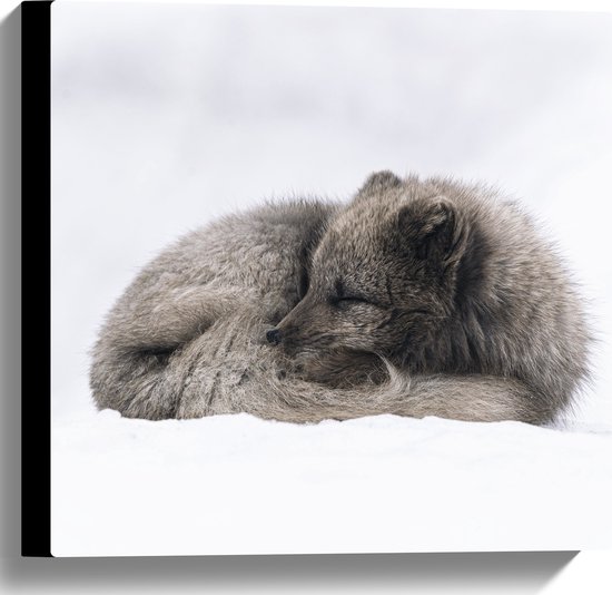 WallClassics - Toile - Renard brun dormant dans la neige - Renard des neiges - 40x40 cm Photo sur toile (Décoration murale sur toile)