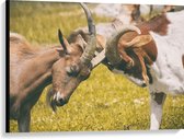 WallClassics - Toile - Couple de chèvres courbées - Photo sur toile 100x75 cm (Décoration murale )
