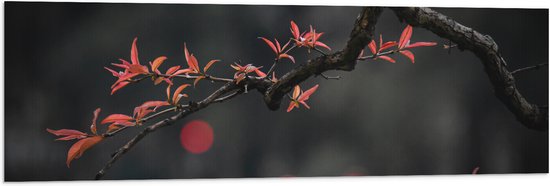 WallClassics - Vlag - Rode Smalle Bladeren aan Boomtak - 120x40 cm Foto op Polyester Vlag