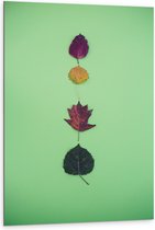 Dibond - Verschillende Soorten en Kleuren Bladeren op Groene Achtergrond - 80x120 cm Foto op Aluminium (Met Ophangsysteem)