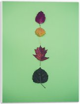 PVC Schuimplaat- Verschillende Soorten en Kleuren Bladeren op Groene Achtergrond - 30x40 cm Foto op PVC Schuimplaat