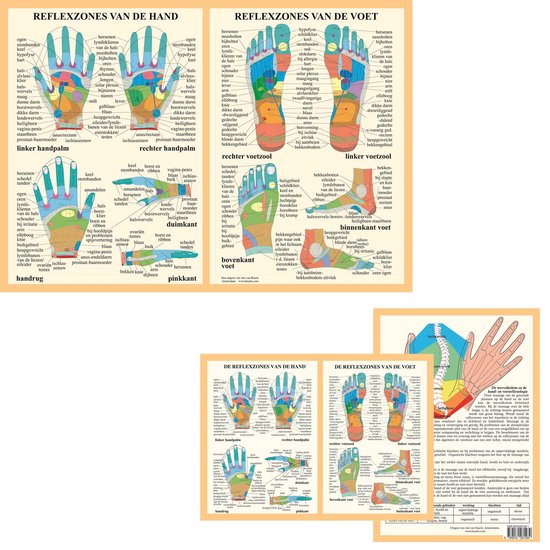 Anatomie poster hand- en voetreflexologie (Nederlands, gelamineerd, A2 + A4)