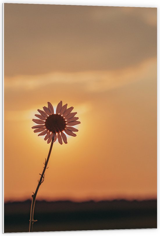 WallClassics - PVC Schuimplaat - Zon achter Kleine Witte Bloem Verdwijnend - 60x90 cm Foto op PVC Schuimplaat (Met Ophangsysteem)