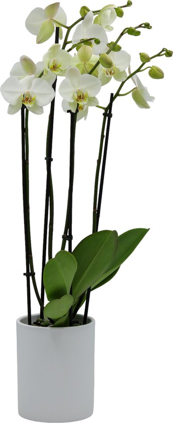 Papicco Papicco BASIC CHIC Kate- Orchidee - 4-tak - Phalaenopsis - Wit | bol