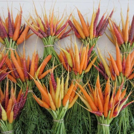 Wortel zaden - Rainbow mix