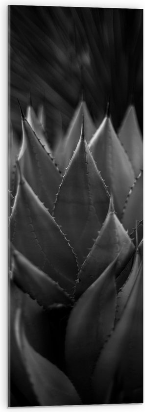 WallClassics - Acrylglas - Close-up van Agave shawii Plant (zwart/ wit) - 30x90 cm Foto op Acrylglas (Met Ophangsysteem)