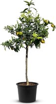 Tropictrees - Mandarijnboom - Citrus Reticulata - Mandarijn - Eetbaar - Citrusboom - Hoogte ca. 150cm