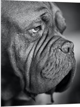 WallClassics - PVC Schuimplaat - Kwijlende Hond (Zwart- wit) - 75x100 cm Foto op PVC Schuimplaat (Met Ophangsysteem)