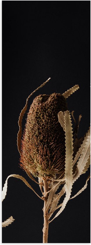 Poster Glanzend – Banksia Menziesii Plant tegen Zwarte Achtergrond - 30x90 cm Foto op Posterpapier met Glanzende Afwerking
