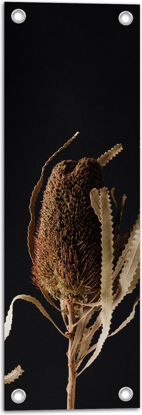 Tuinposter – Banksia Menziesii Plant tegen Zwarte Achtergrond - 20x60 cm Foto op Tuinposter (wanddecoratie voor buiten en binnen)