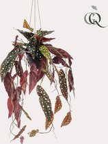 Kunstplant - Begonia Maculata - Stippenbegonia - 80 cm