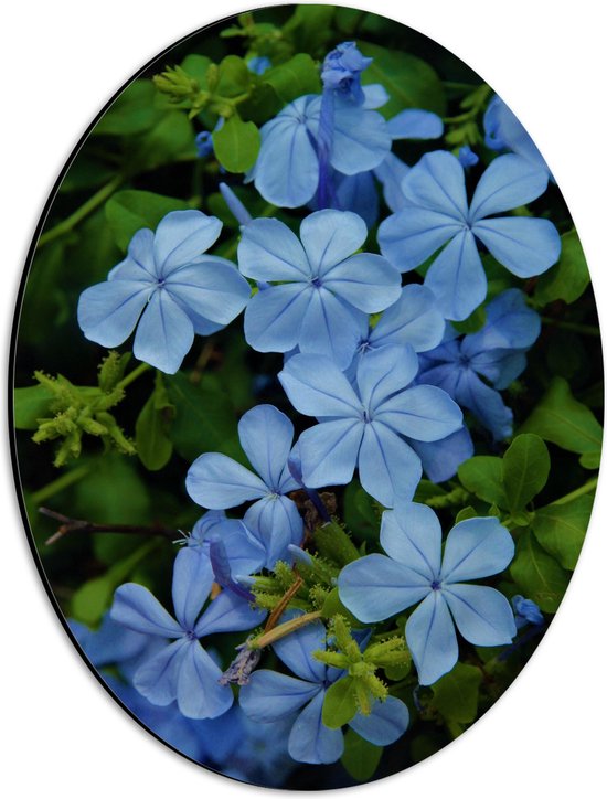 Dibond Ovaal - Blauw Gekleurde Mannentrouw Bloemen in Struik - 30x40 cm Foto op Ovaal (Met Ophangsysteem)