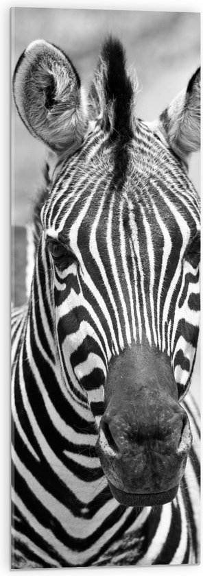 WallClassics - Acrylglas - Kop van Prachtige Zebra (Zwart- wit) - 30x90 cm Foto op Acrylglas (Met Ophangsysteem)
