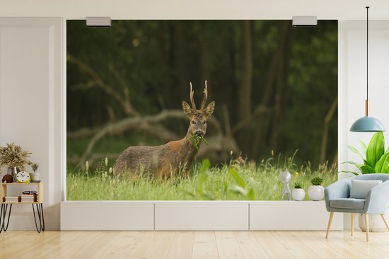 Papier peint photo peint photo vinyle - Cerf broutant largeur 420 cm x hauteur 280 cm - Tirage photo sur papier peint (disponible en 7 tailles)