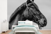 Behang - Fotobehang Paard - Halster - Portret - Breedte 600 cm x hoogte 400 cm