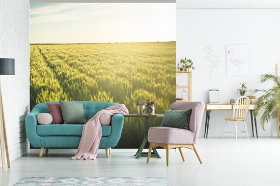Behang - Fotobehang Landbouw in de vroege ochtend - Breedte 240 cm x hoogte 240 cm