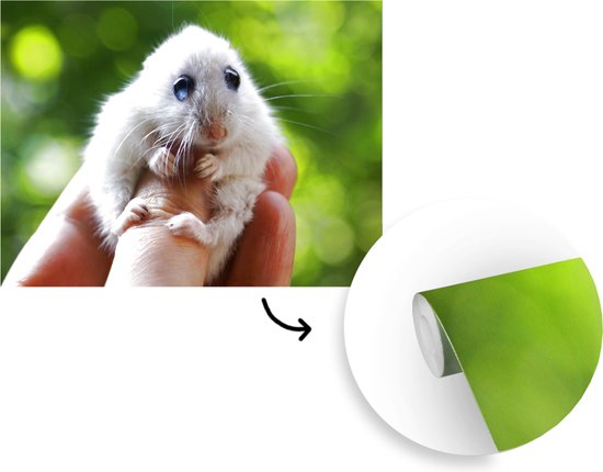 Papier peint - Papier peint Papier peint photo - Hamster aux grands yeux se tenant bien - Largeur 385 cm x hauteur 280 cm