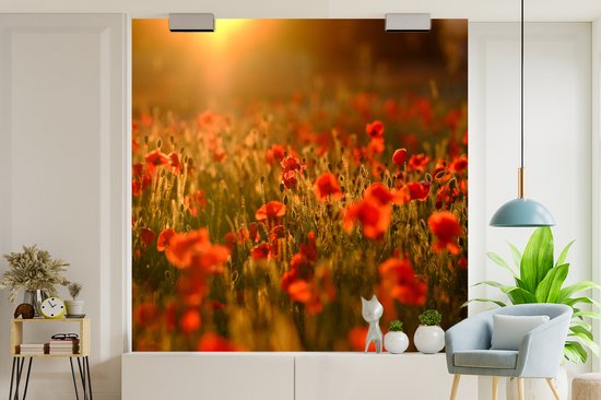 Behang - Fotobehang Oranje gloed over de Klaprozen in het veld - Breedte 220 cm x hoogte 220 cm
