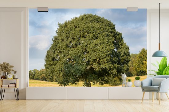 Papier peint photo vinyle - Chêne solitaire dans un paysage ondulé largeur 330 cm x hauteur 220 cm - Tirage photo sur papier peint (disponible en 7 tailles)