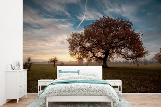 Papier peint photo peint photo vinyle - Brume matinale au dessus du chêne largeur 390 cm x hauteur 260 cm - Tirage photo sur papier peint (disponible en 7 tailles)
