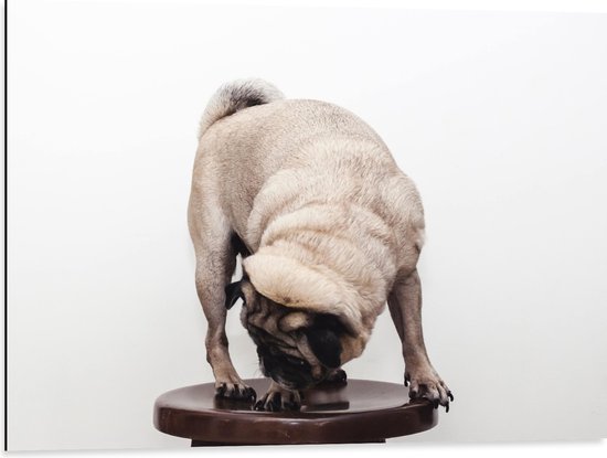 WallClassics - Dibond - Bruin Hondje op een Kruk - Mopshond - 80x60 cm Foto op Aluminium (Met Ophangsysteem)