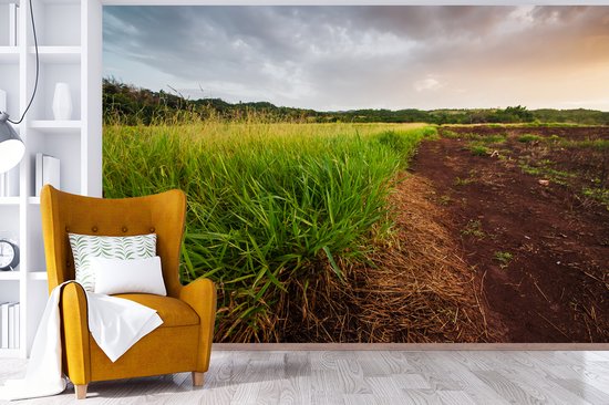 La citronnelle saine pousse à l'état sauvage dans les régions rurales de la Jamaïque papier peint photo vinyle 360x240 cm - Tirage photo sur papier peint