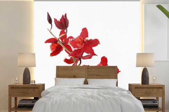 Papier peint photo vinyle - Orchidées rouges devant un fond blanc largeur 260 cm x hauteur 260 cm - Tirage photo sur papier peint (disponible en 7 tailles)