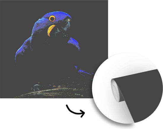 A ara hyacinthe sur une souche contre une fotobehang d'arrière - plan noir