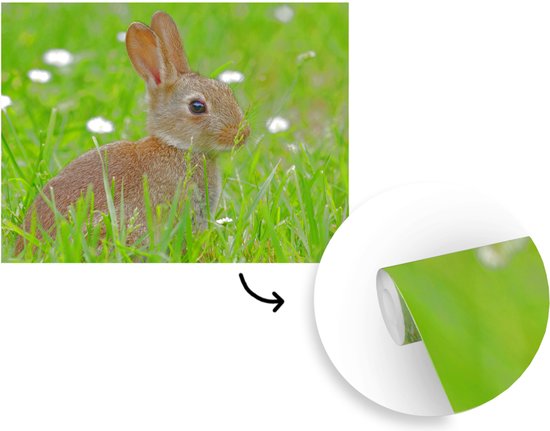 Papier Peint - Papier Papier peint photo Lapin - Fleurs - Herbe - Largeur 375 cm x Hauteur 300 cm