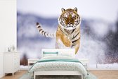 Behang - Fotobehang Siberische tijger - Breedte 360 cm x hoogte 240 cm