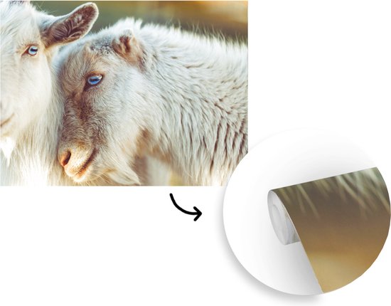 Papier Peint - Papier peint photo Animal - Chèvre - Oeil - Largeur 375 cm x Hauteur 300 cm