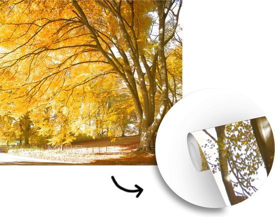 Behang - Fotobehang Gele bladeren in de bossen van het Engelse Nationaal park New Forest - Breedte 200 cm x hoogte 220 cm