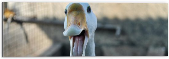 WallClassics - Dibond - Blije Gans - 60x20 cm Foto op Aluminium (Wanddecoratie van metaal)