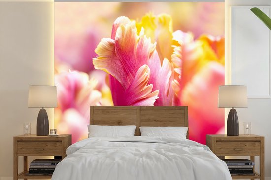 Papier peint photo vinyle - Un gros plan de tulp rose avec une tête jaune largeur 240 cm x hauteur 240 cm - Tirage photo sur papier peint (disponible en 7 tailles)