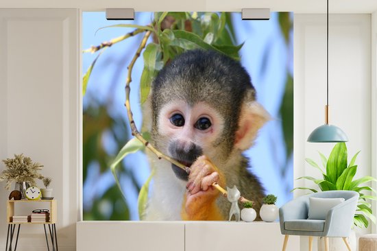 Papier peint Papier peint photo Singe écureuil - Singe écureuil mâchant une branche Papier fotobehang photo vinyle largeur 240 cm x hauteur 240 cm - Tirage photo sur papier peint vinyle (disponible en 7 tailles) - Chambre / salon / bureau