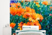 Behang - Fotobehang Veld met goudsbloemen - Breedte 275 cm x hoogte 220 cm