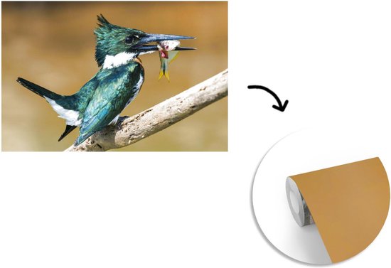 Papier peint Papier peint photo en vinyle - Martin-pêcheur en gros plan avec une proie largeur 390 cm x hauteur 260 cm - Tirage photo sur papier peint (disponible en 7 tailles)