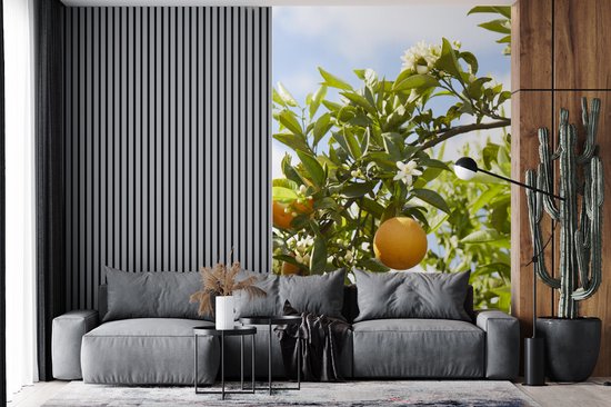 Behang - Fotobehang Sinaasappels in de boom met oranjebloesem - Breedte 225 cm x hoogte 350 cm