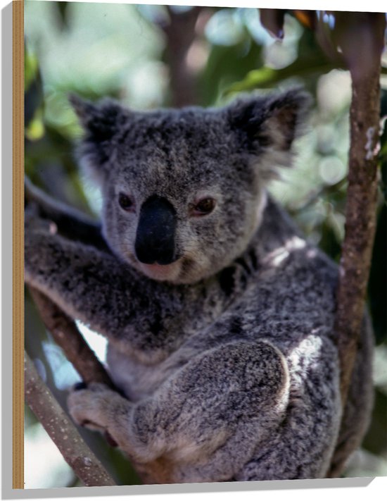 WallClassics - Hout - Koala in de Boom - 60x80 cm - 9 mm dik - Foto op Hout (Met Ophangsysteem)