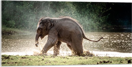 Acrylglas - Baby Olifant Spelend in Meer in Regenwoud - 100x50 cm Foto op Acrylglas (Met Ophangsysteem)