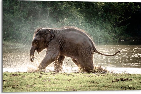 Dibond - Baby Olifant Spelend in Meer in Regenwoud - 75x50 cm Foto op Aluminium (Wanddecoratie van metaal)